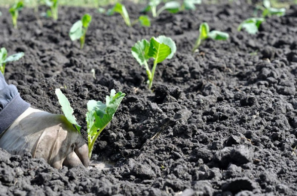 Неприхотливый и урожайный сорт капусты Агрессор для сурового климата